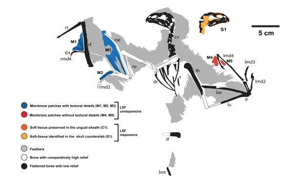 Figure 4. Map of the skeleton and preserved soft tissues of Yi qi. Laser-Stimulated Fluorescence (LSF) is a laser-based imaging technique co-developed at HKU that was used to collect the anatomical information for the study. Image credit: Dececchi et al. 2020.

 